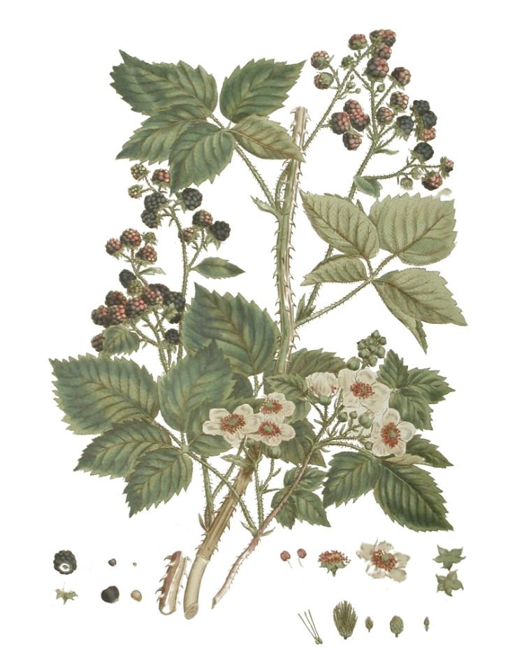 Blackberry - A Foraging Guide to Its Food, Medicine and Other Uses