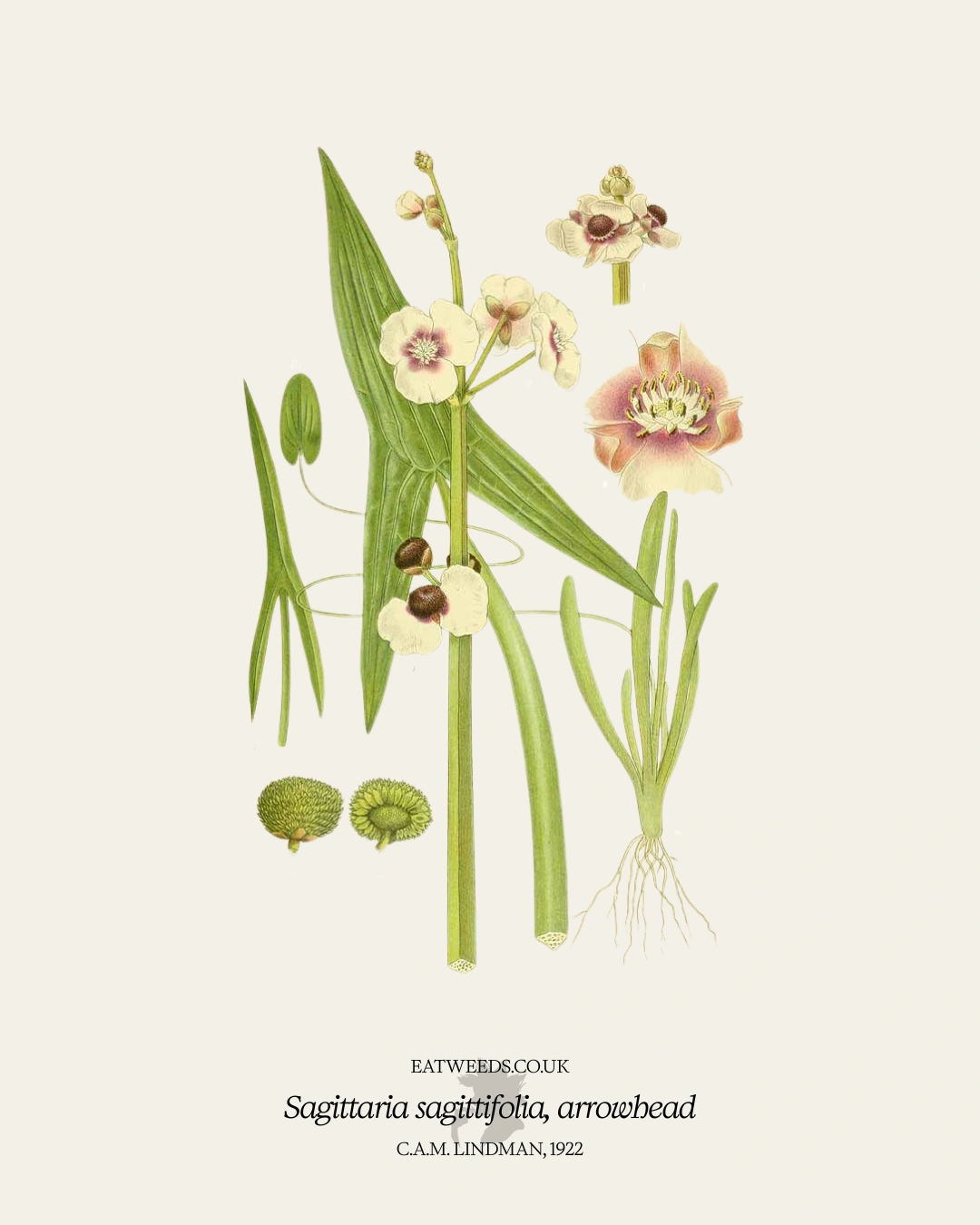 Arrowhead - A Foraging Guide to Its Food, Medicine and Other Uses