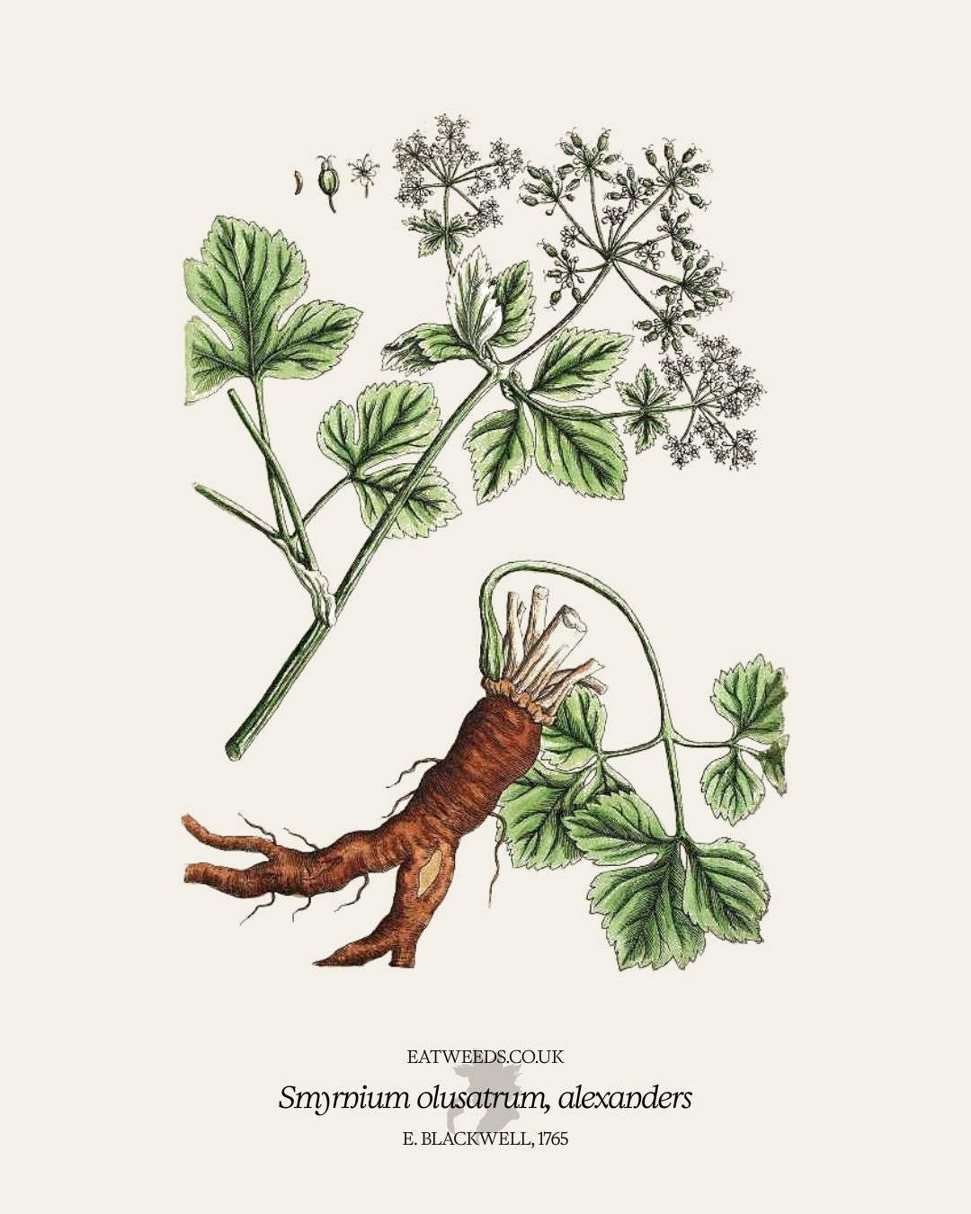 Alexanders - A Foraging Guide to Its Food, Medicine and Other Uses