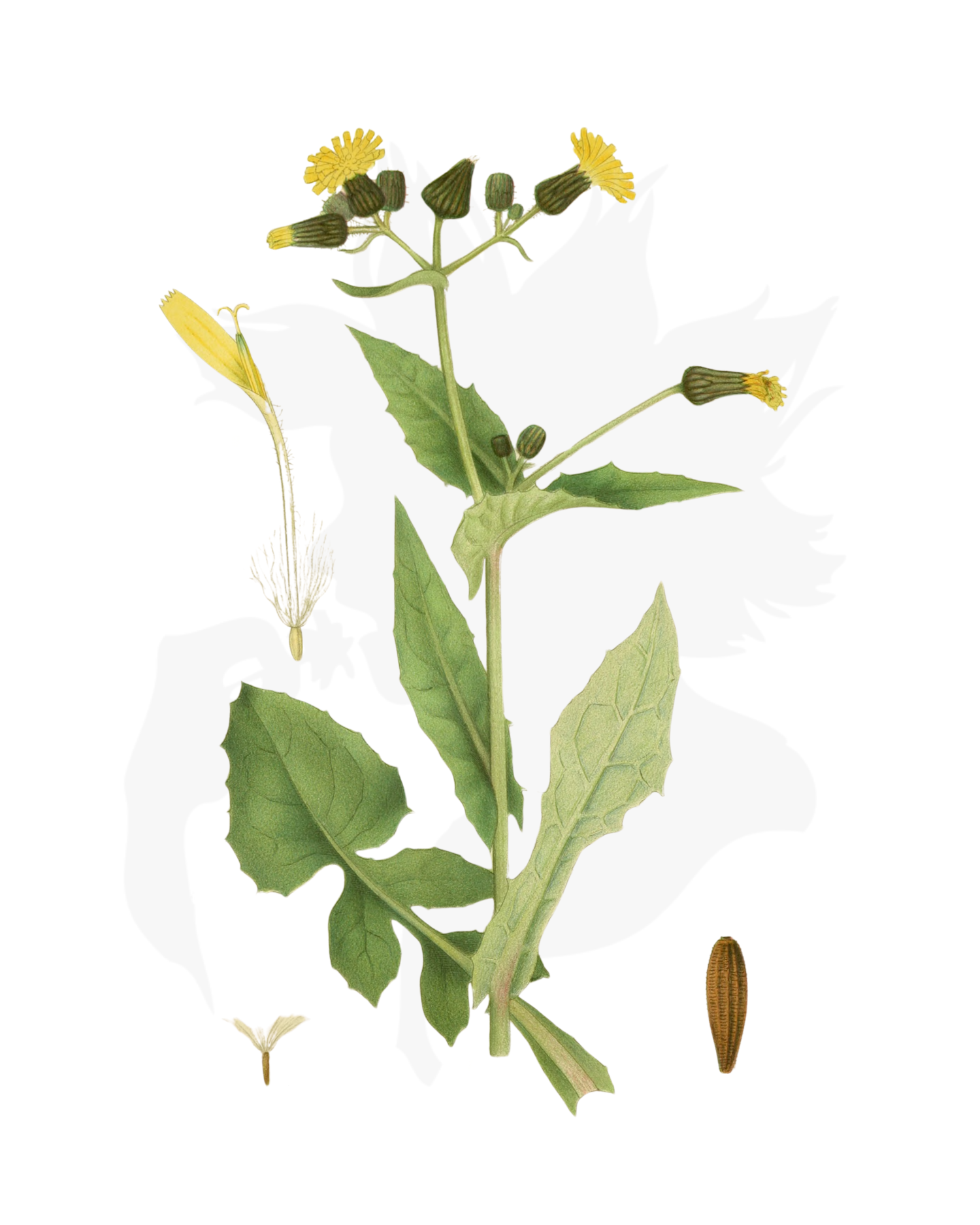 Sowthistle - A Foraging Guide to Its Food, Medicine and Other Uses