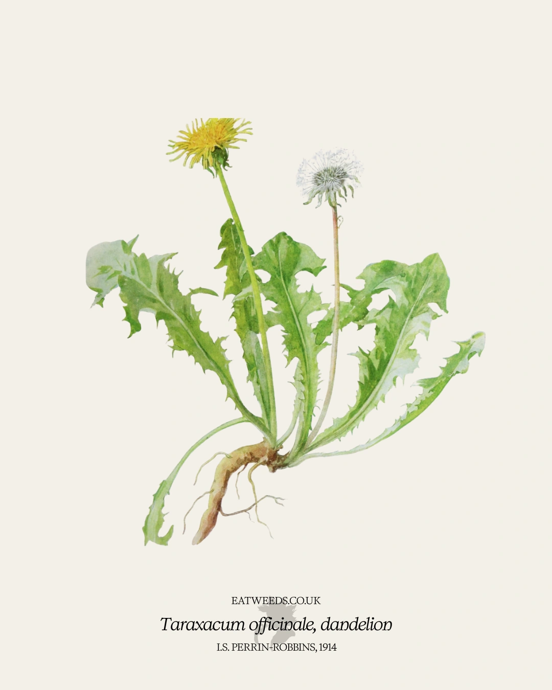 Dandelion - A Foraging Guide to Its Food, Medicine and Other Uses
