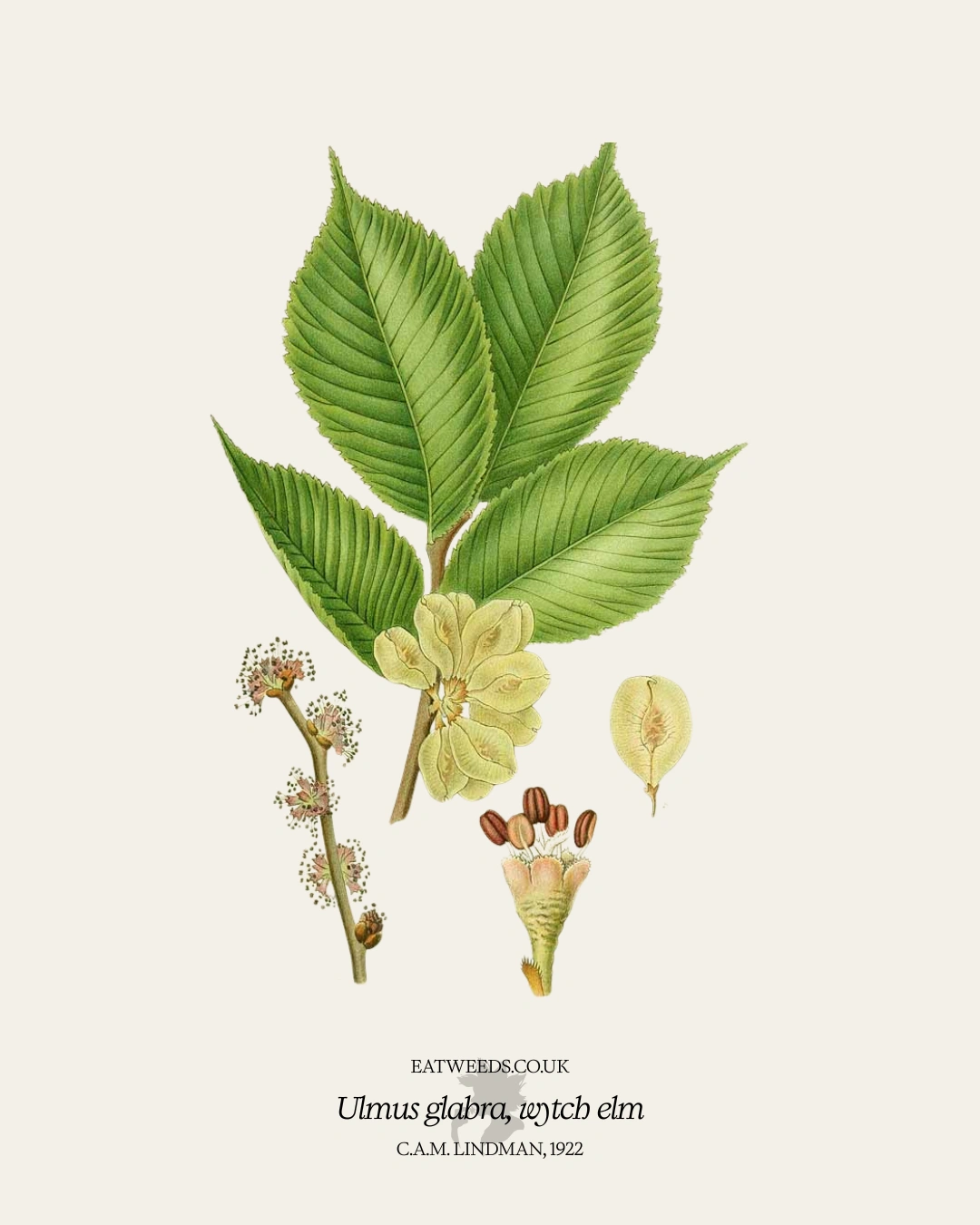 Wytch elm: A foraging guide to its food and medicine.