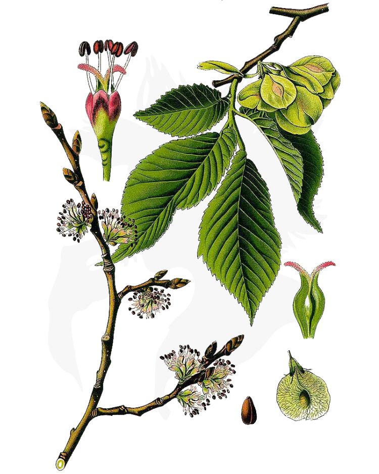 Wych Elm - A Foraging Guide to Its Food, Medicine and Other Uses