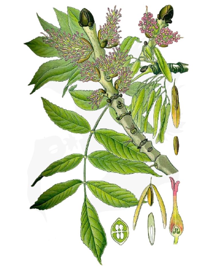 Ash - A Foraging Guide to Its Food, Medicine and Other Uses