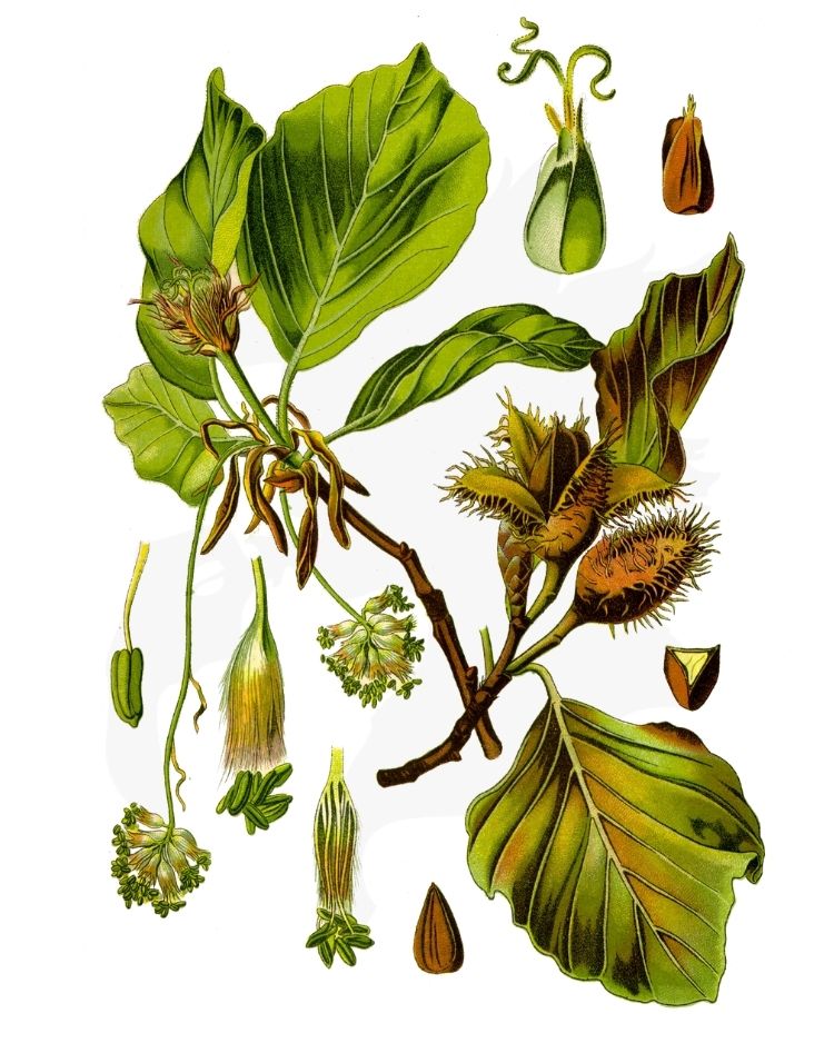 Beech A Foraging Guide to Its Food, Medicine and Other Uses