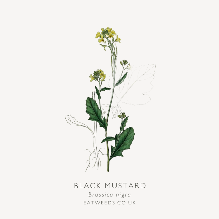 Black Mustard A Foraging Guide to Its Food, Medicine and Other Uses