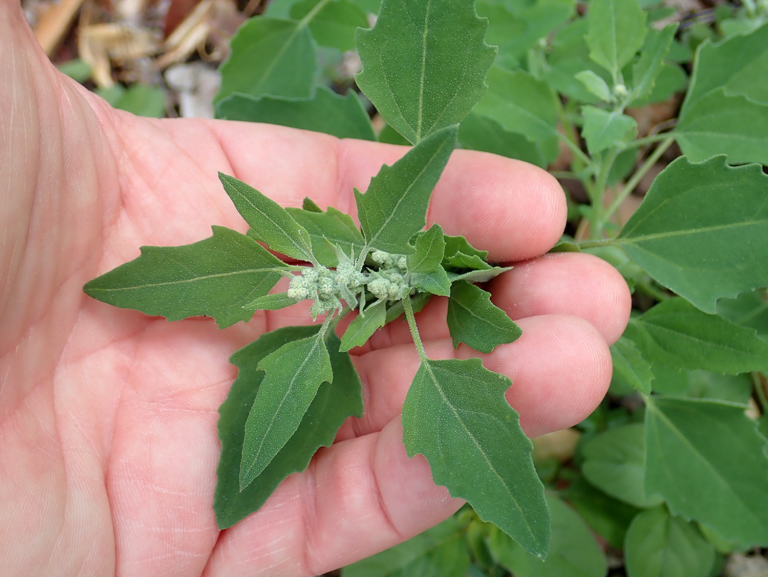 Fat Hen A Foraging Guide to Its Food, Medicine and Other Uses