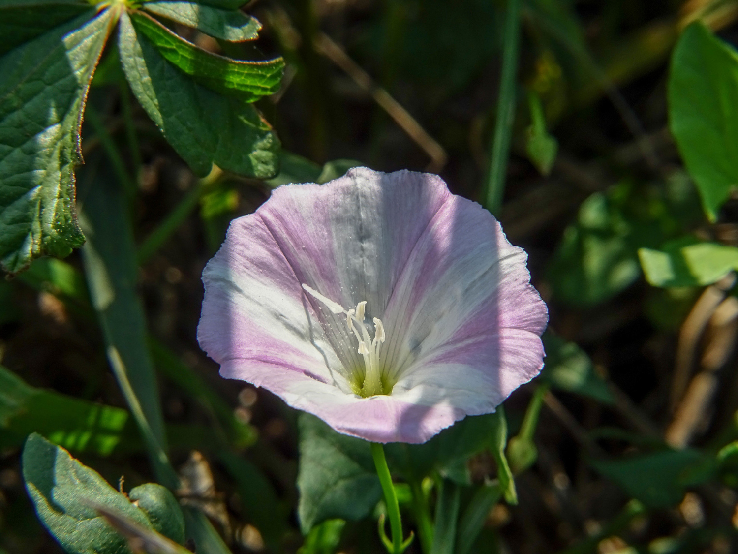 Field Bindweed A Foraging Guide to Its Food Uses