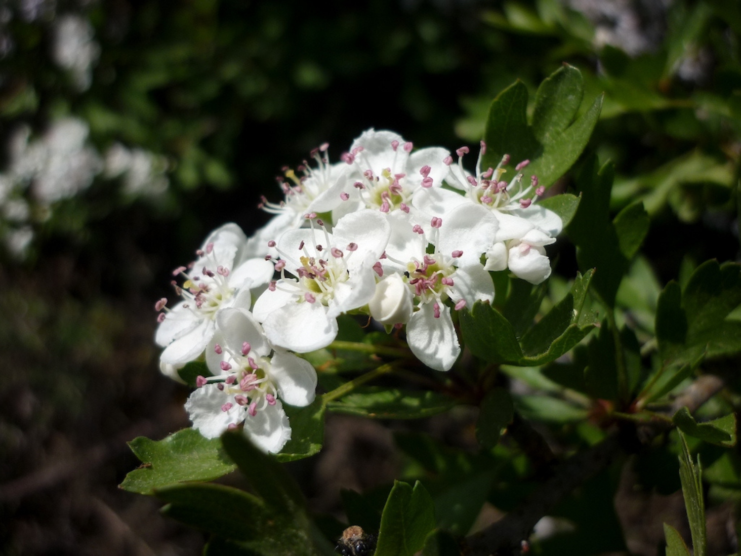 Hawthorn A Foraging Guide to Its Food, Medicine and Other Uses