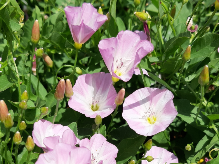 Field Bindweed A Foraging Guide to Its Food Uses