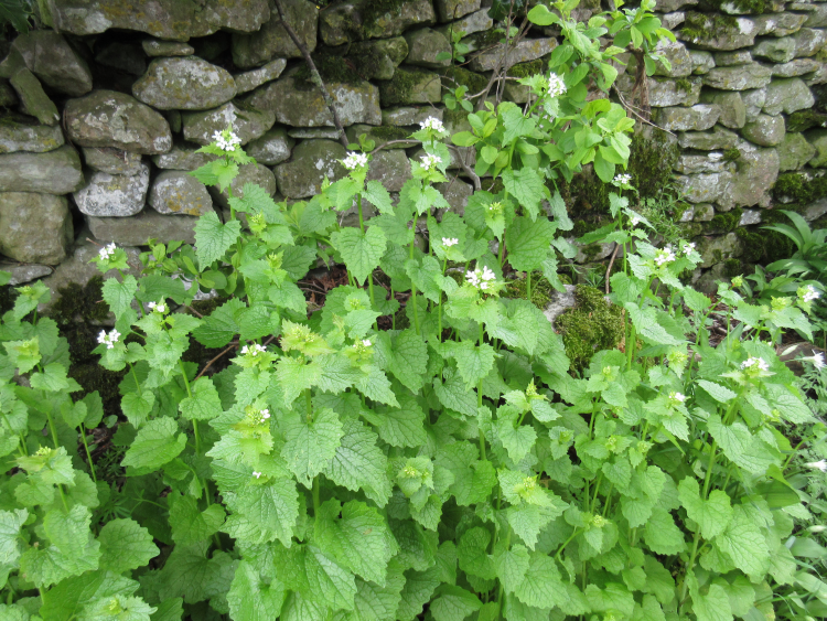 Garlic Mustard A Foraging Guide to Its Food, Medicine and Other Uses
