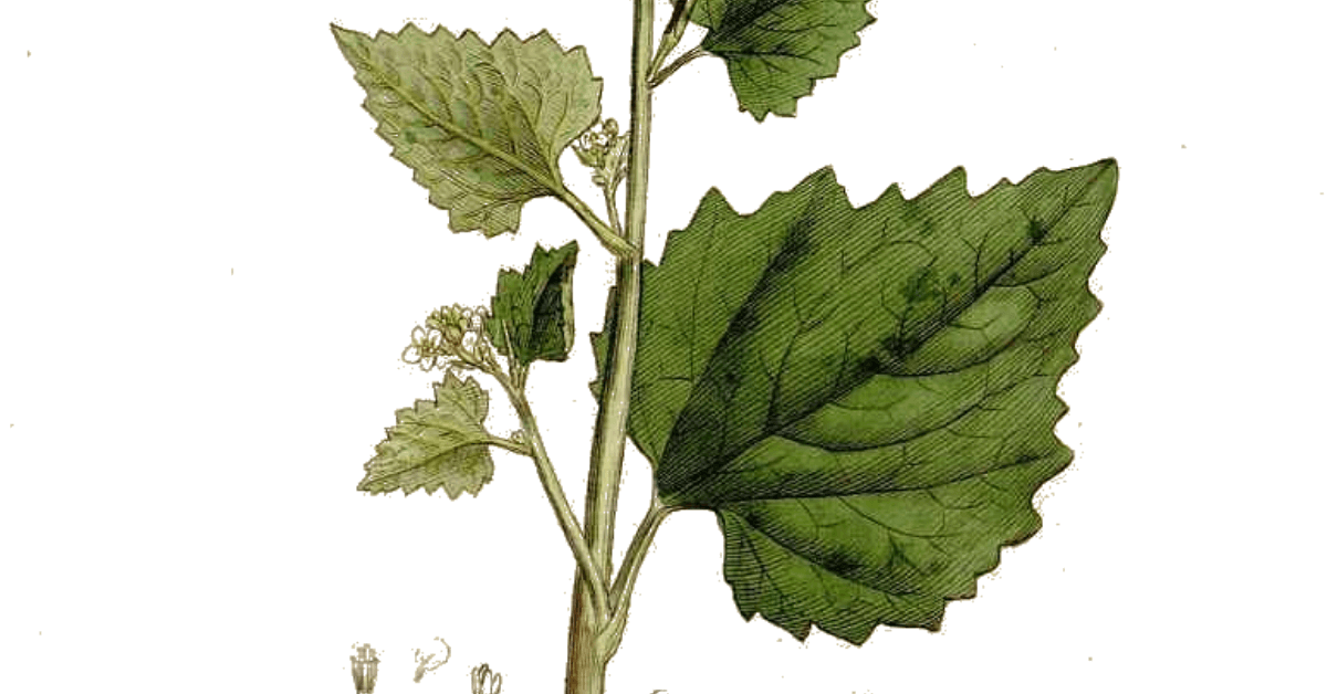 Garlic Mustard A Foraging Guide to Its Food, Medicine and Other Uses