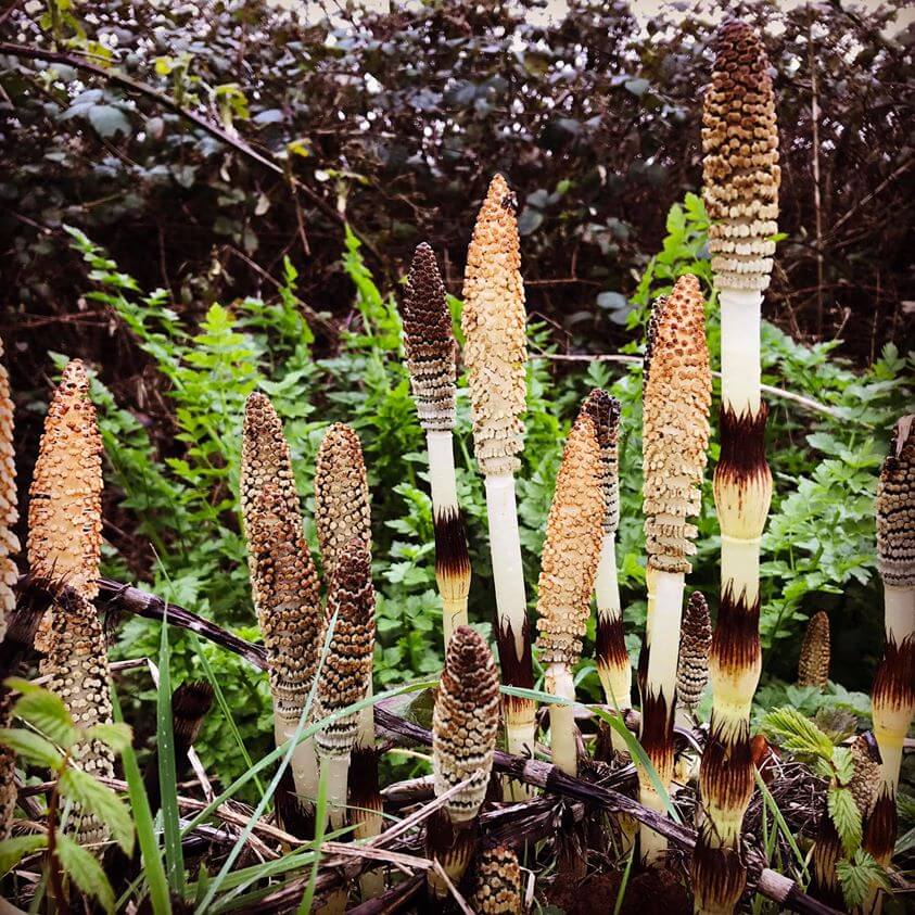 Is Field Horsetail Edible? Equisetum arvense