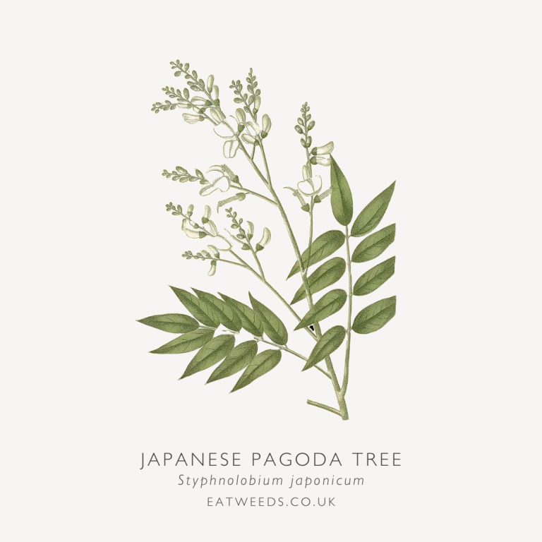 The Traditional And Modern Uses Of Japanese Pagoda Tree