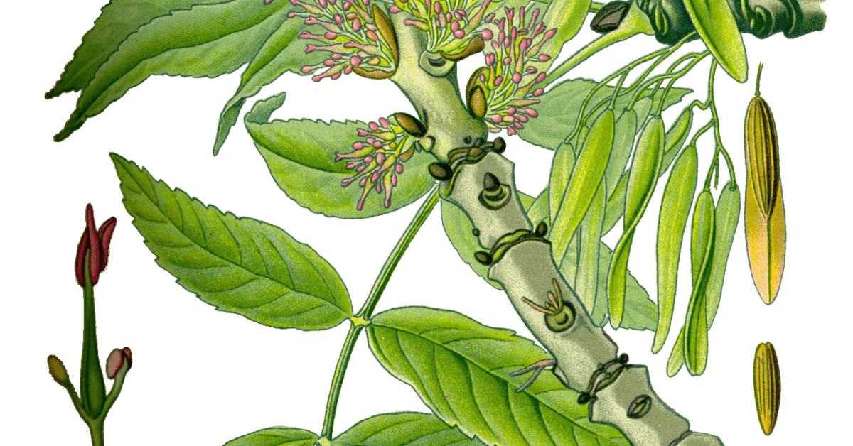 Ash Its Food, Medicine and Other Uses Identification Guide