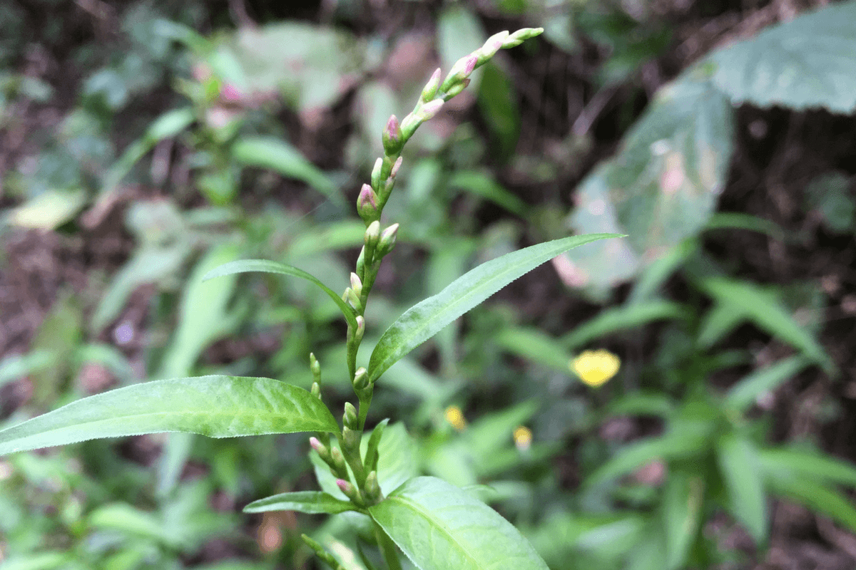 Water Pepper Its Food, Medicine and Other Uses Identification