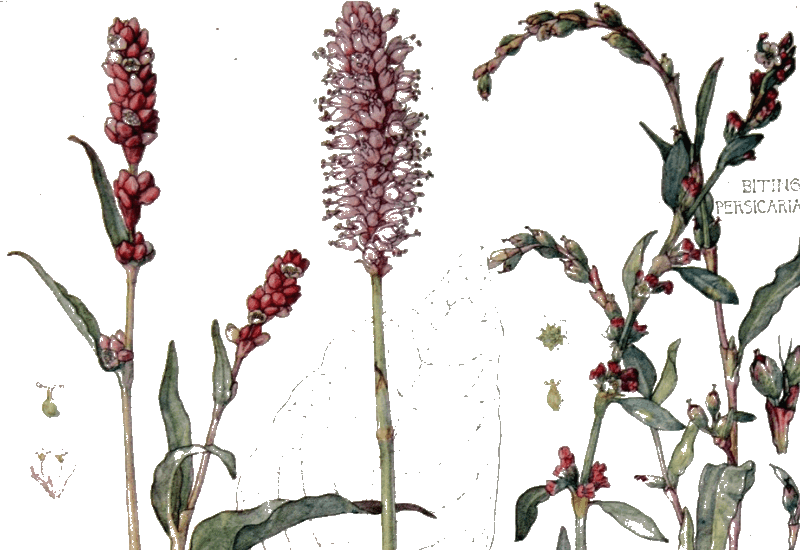 Water Pepper Its Food, Medicine and Other Uses Identification