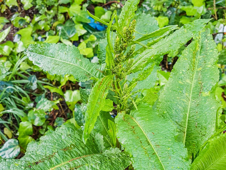 Dock A Foraging Guide to Its Food, Medicine and Other Uses