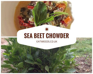beet chowder