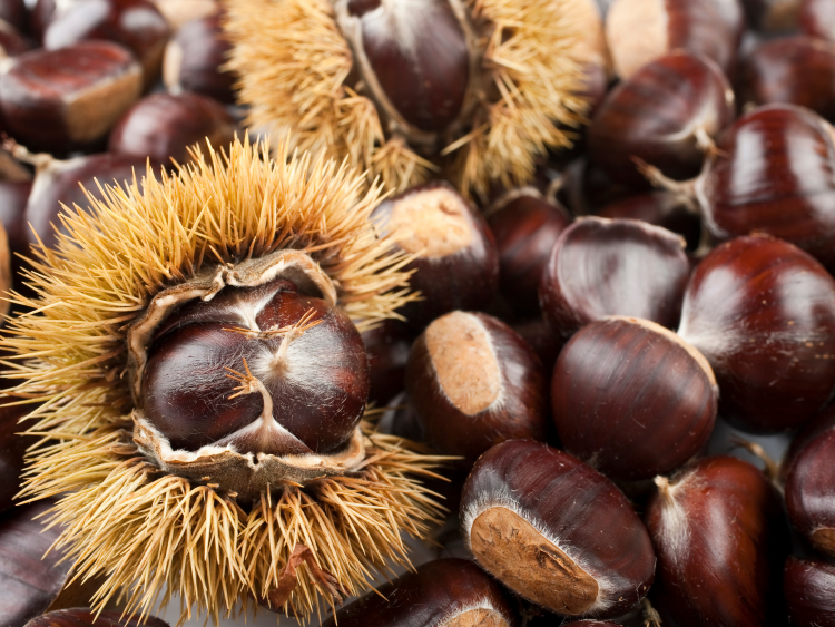 Sweet Chestnut A Foraging Guide to Its Food, Medicine and Other Uses