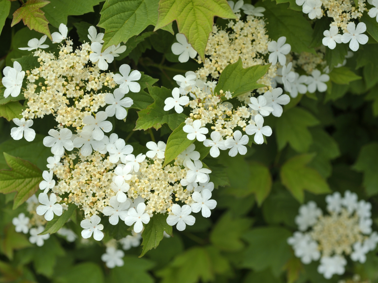Guelder Rose A Foraging Guide to Its Food, Medicine and Other Uses