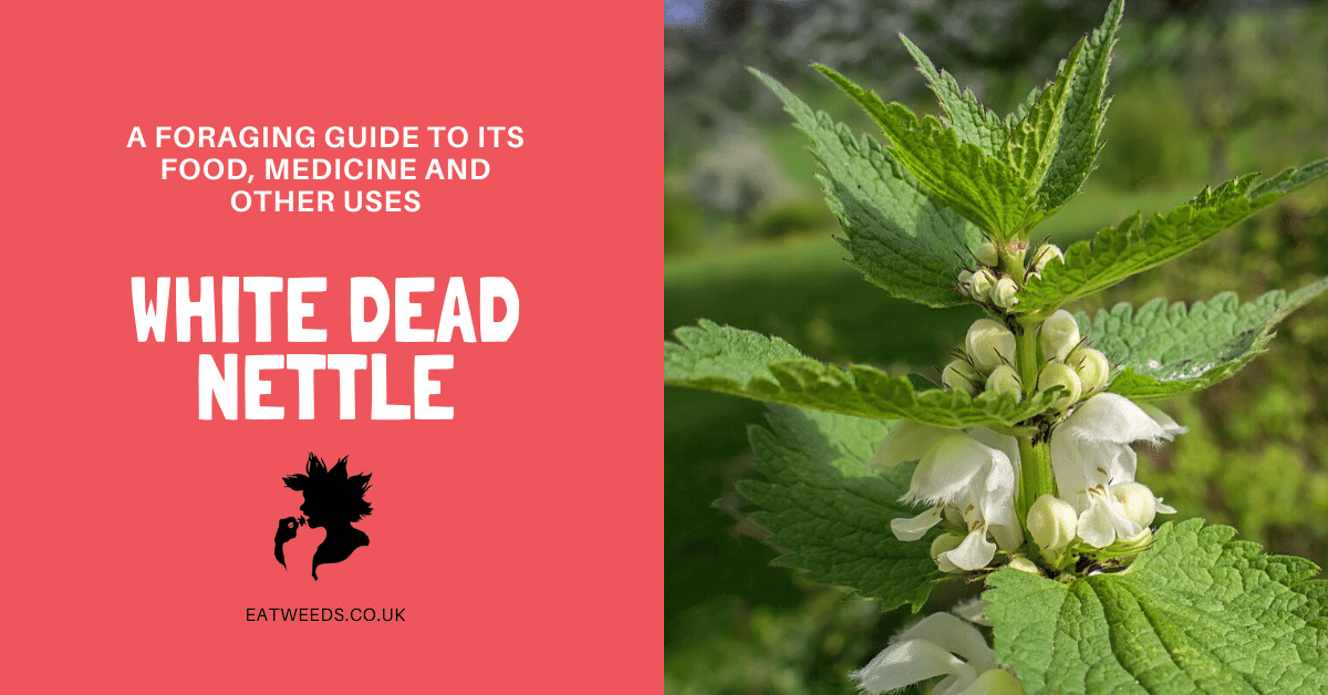 White Dead Nettle A Foraging Guide to Its Food, Medicine and Other Uses